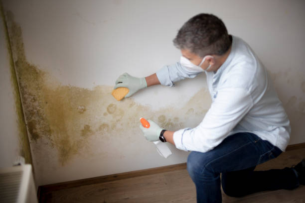 Best Real Estate Mold Inspection  in Monticello, LA