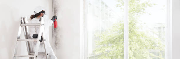 Best Basement Mold Removal  in Monticello, LA